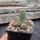 Chamaecereus  cv. Daniel Orange (dw)
