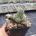 Chamaecereus  cv. Daniel Orange (dw)