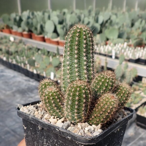 Chamaecereus  cv. Danissa (dw)