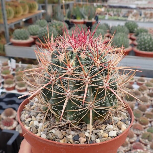 Ferocactus stainesii v. pilosus  Mexiko, San Luis Potosi