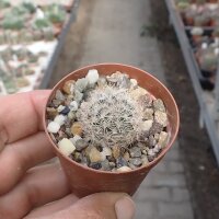 Mammillaria neobertrandiana San Pedro de las Colonias,...