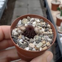 Frailea angelesiae Concordia, Entre Rios, Argentina