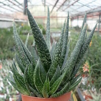 Gastrolea Gasteria carinata v. verrucosa x Aloe haworthioides