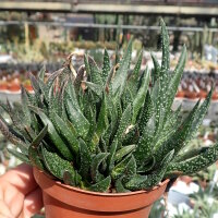Gastrolea Gasteria carinata v. verrucosa x Aloe haworthioides