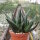 Gastrolea Gasteria carinata v. verrucosa x Aloe haworthioides