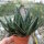 Gastrolea Gasteria carinata v. verrucosa x Aloe haworthioides