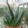 Gastrolea Gasteria carinata v. verrucosa x Aloe haworthioides