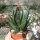 Gastrolea Gasteria carinata v. verrucosa x Aloe haworthioides