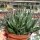 Gastrolea Gasteria carinata v. verrucosa x Aloe haworthioides