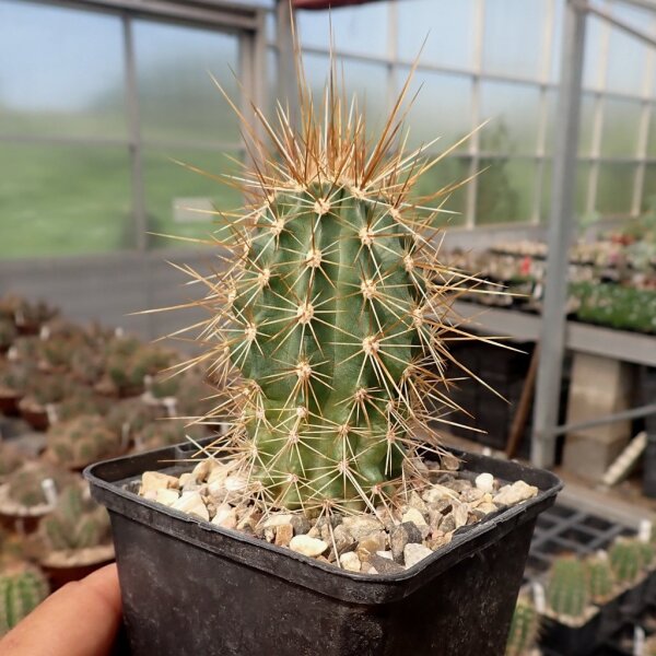 Echinocereus nicholii SB 1933  (dw)