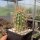 Echinocereus nicholii SB 1933  (dw)