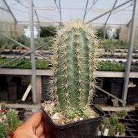 Echinocereus coccineus-Hybr. AG 12  (dw)