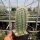 Echinocereus coccineus-Hybr. AG 12  (dw)
