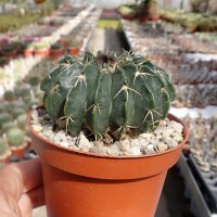 Wigginsia corynodes WG 493
