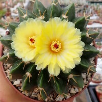 Wigginsia corynodes WG 493