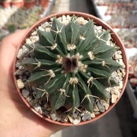 Wigginsia corynodes WG 493