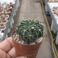 Wigginsia corynodes WG 493