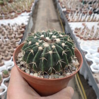 Wigginsia corynodes WG 493
