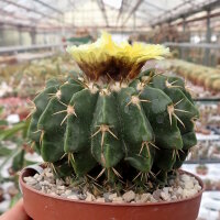Wigginsia corynodes WG 493