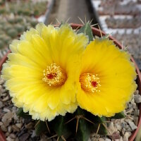 Wigginsia corynodes WG 493