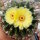 Wigginsia corynodes WG 493