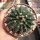 Wigginsia corynodes WG 493
