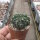 Wigginsia corynodes WG 493