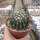 Wigginsia corynodes WG 493