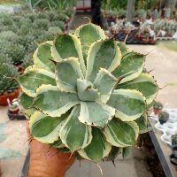 Agave potatorum cv. Kisshou-kan