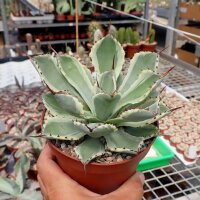 Agave potatorum cv. Kisshou-kan