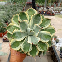 Agave potatorum cv. Kisshou-kan