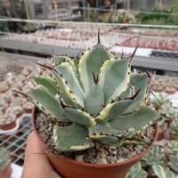 Agave isthmensis cv. Kabutoganie variegata