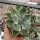 Agave isthmensis cv. Kabutoganie variegata