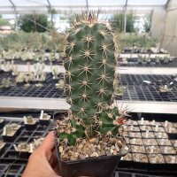 Echinocereus coccineus-Hybr. cv. Busek (dw)