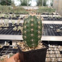 Echinocereus coccineus-Hybr. cv. Busek (dw)
