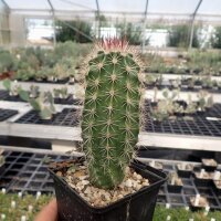 Echinocereus coccineus-Hybr. cv. Busek (dw)