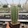Echinocereus coccineus-Hybr. cv. Busek (dw)