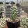 Echinocereus coccineus-Hybr. cv. Busek (dw)