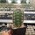 Echinocereus coccineus-Hybr. cv. Busek (dw)