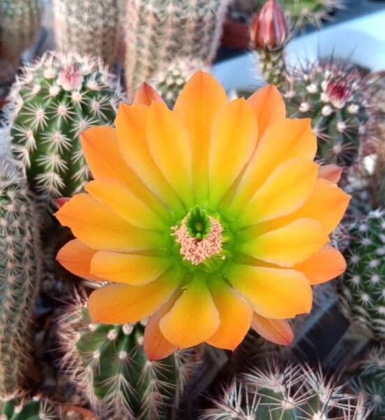 Echinocereus pectinatus Sierra San Ignacio, Chi., Mex.