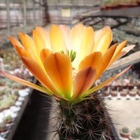 Echinocereus pectinatus Sierra San Ignacio, Chi., Mex.