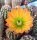 Echinocereus pectinatus Sierra San Ignacio, Chi., Mex.