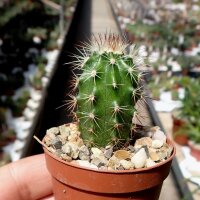 Echinocereus X roetteri Orogrande, NM, USA