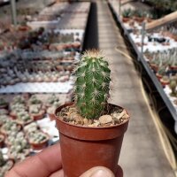 Echinocereus dasyacanthus Kent, TEX, USA