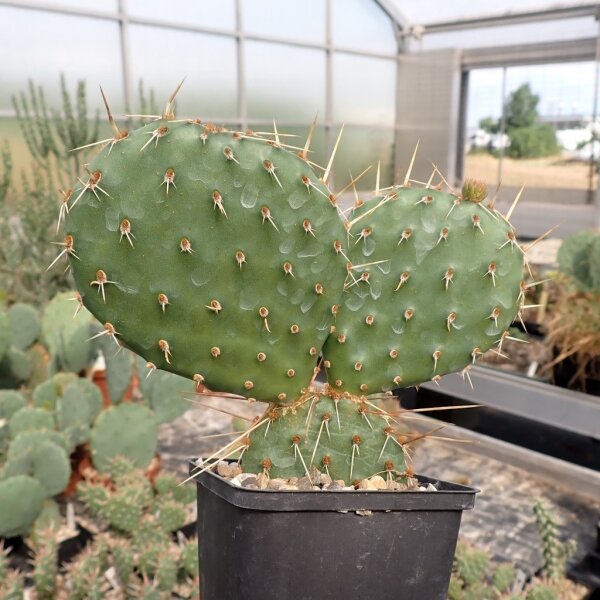 Opuntia macrorhiza (dw)