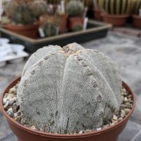 Astrophytum myriostigma XL