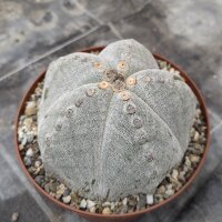 Astrophytum myriostigma XL