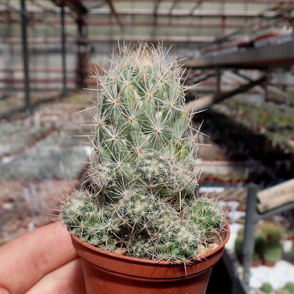 Escobaria tuberculosa