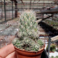 Escobaria tuberculosa