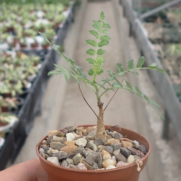 Boswellia neglecta Mutha, Kenya